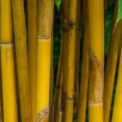 Bambus Trinkhalme tragen zum Schadstoffausstoß bei?