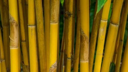 Bambus Trinkhalme tragen zum Schadstoffausstoß bei?