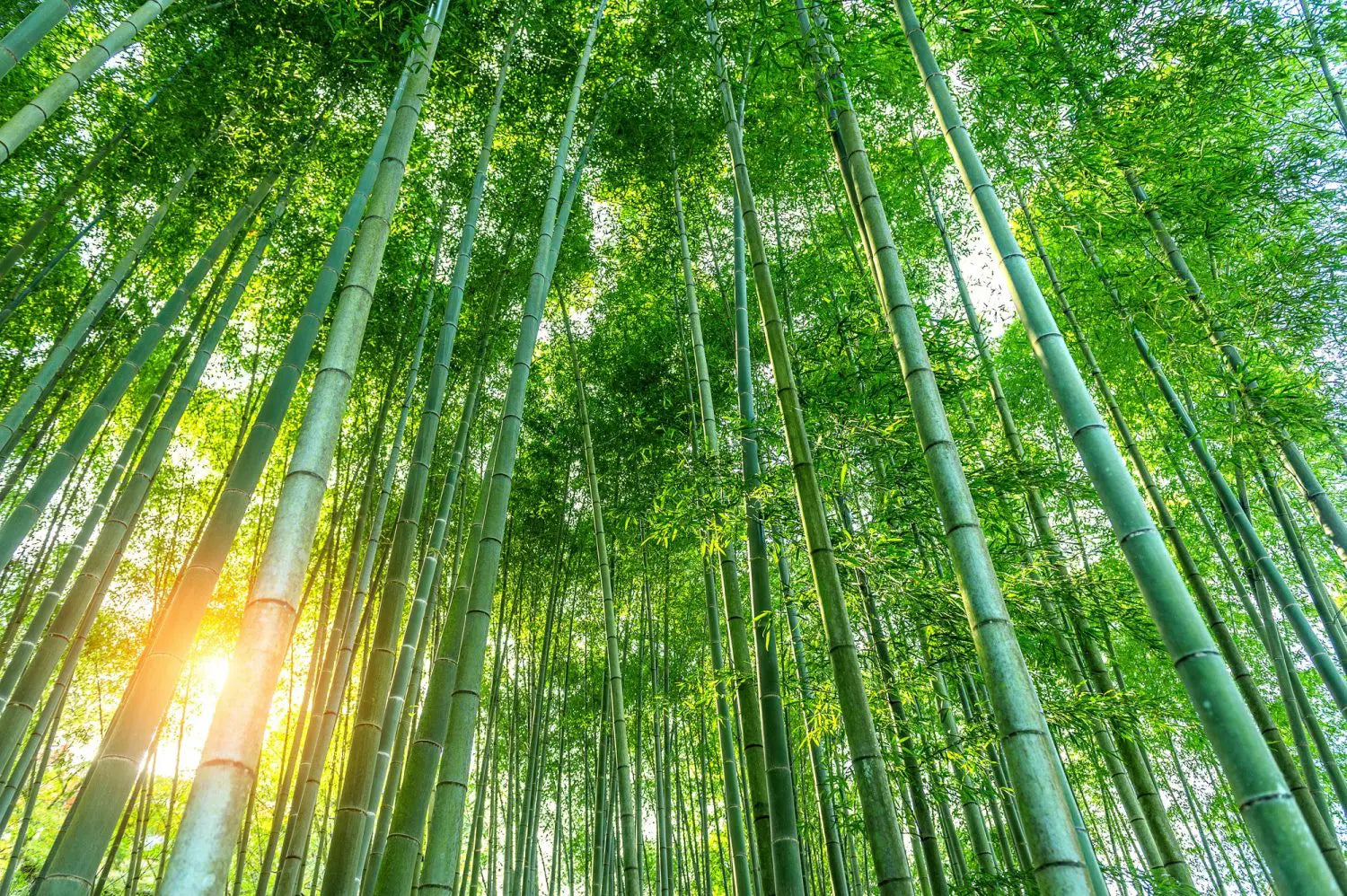 Bambus: Perfekter Ersatz für Plastik