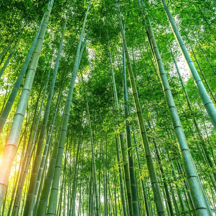 Bambus: Perfekter Ersatz für Plastik
